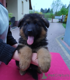 Photo №3. German shepherd, puppies, ZKwP, FCI. Poland