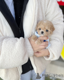 Photo №1. poodle (toy) - for sale in the city of Франкфурт-на-Майне | Is free | Announcement № 86625