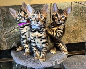 Photo №1. bengal cat - for sale in the city of Tel Aviv | 500$ | Announcement № 122218