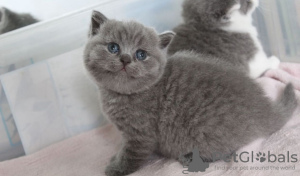 Photo №2 to announcement № 96863 for the sale of british shorthair - buy in United States private announcement