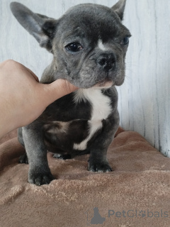 Photo №2 to announcement № 165011 for the sale of french bulldog - buy in Belarus private announcement
