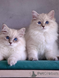 Photo №2 to announcement № 167096 for the sale of siberian cat - buy in Sweden breeder