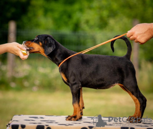 Additional photos: Doberman puppies