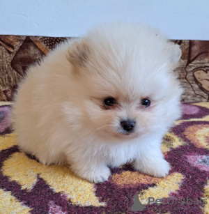 Photo №1. pomeranian - for sale in the city of Belgrade | negotiated | Announcement № 127994