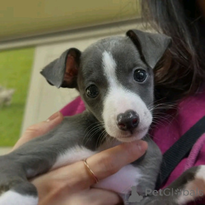 Photo №3. Italienische Greyhound Welpen stehen zur Adoption zur Verfügung. Germany