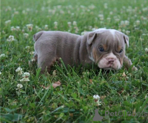 Photo №2 to announcement № 138112 for the sale of american bulldog - buy in United States breeder