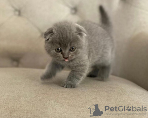 Photo №1. scottish fold - for sale in the city of Eindhoven | negotiated | Announcement № 58406