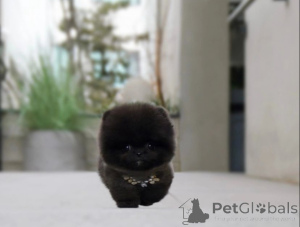 Photo №2 to announcement № 135546 for the sale of pomeranian - buy in United States private announcement