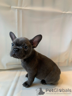 Photo №2 to announcement № 115846 for the sale of french bulldog - buy in Germany private announcement