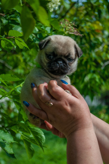 Photo №1. pug - for sale in the city of Donetsk | 434$ | Announcement № 6910