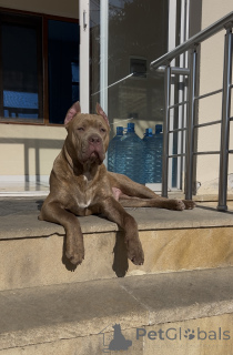 Photo №1. american pit bull terrier - for sale in the city of Baku | 1000$ | Announcement № 168642