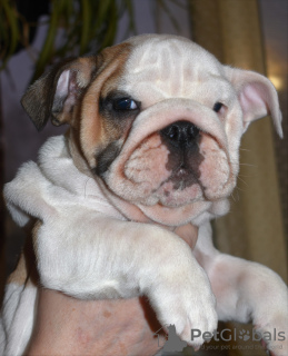 Photo №4. I will sell english bulldog in the city of St. Petersburg.  - price - 679$
