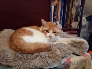 Photo №4. I will sell  in the city of Moscow river. private announcement - price - Is free