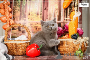 Photo №2 to announcement № 165888 for the sale of british shorthair - buy in Ukraine breeder
