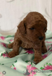 Photo №4. I will sell poodle (toy) in the city of Vilovo. breeder - price - negotiated