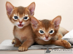 Photo №1. abyssinian cat - for sale in the city of Demirli | 300$ | Announcement № 111719