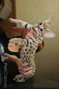 Photo №1. savannah cat - for sale in the city of Berlin | 361$ | Announcement № 166068