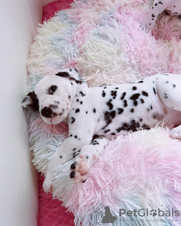 Photo №1. dalmatian dog - for sale in the city of Idra | 370$ | Announcement № 114385