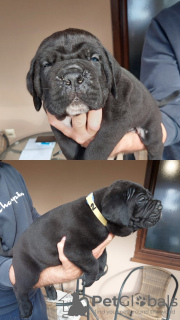 Photo №2 to announcement № 103692 for the sale of cane corso - buy in Serbia private announcement