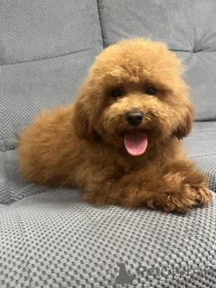Photo №3. Female toy poodle/ 8.5 months. Ukraine