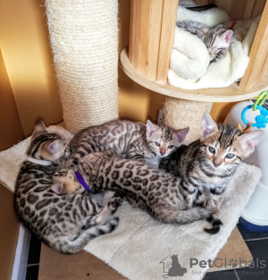 Photo №1. bengal cat - for sale in the city of Xanten | 333$ | Announcement № 63751