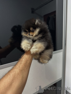 Photo №2 to announcement № 159132 for the sale of pomeranian - buy in Germany breeder