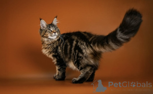 Photo №3. Meet Leo  our little lion with a heart full of courage and love! Brave, curious,. Germany