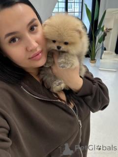 Photo №2 to announcement № 168545 for the sale of pomeranian - buy in Finland private announcement