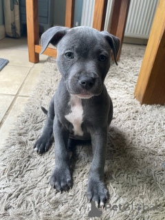 Photo №2 to announcement № 167035 for the sale of staffordshire bull terrier - buy in Germany breeder
