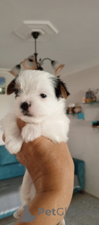 Photo №4. I will sell beaver yorkshire terrier in the city of Balykesir. breeder - price - 600$