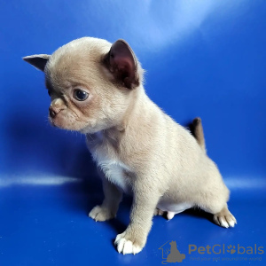 Photo №2 to announcement № 38273 for the sale of chihuahua - buy in Austria private announcement