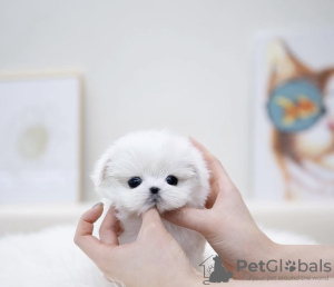 Photo №3. Maltese dog. United States