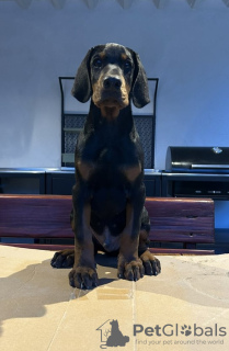 Additional photos: Doberman puppies for sale