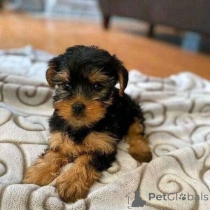 Photo №2 to announcement № 162841 for the sale of yakutian laika, yorkshire terrier - buy in Germany private announcement, from the shelter