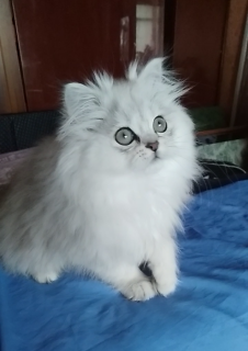 Photo №1. british longhair, neva masquerade, persian cat, siberian cat, scottish straight - for sale in the city of Dnipro | 211$ | Announcement № 4634