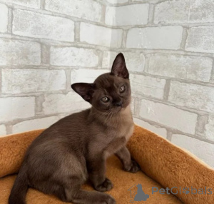 Photo №1. burmese cat - for sale in the city of Jesteburg | 361$ | Announcement № 177035