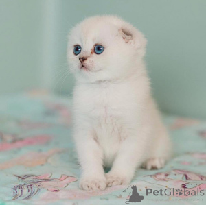 Photo №2 to announcement № 172913 for the sale of scottish fold - buy in Germany private announcement
