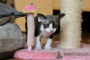 Photo №1. devon rex - for sale in the city of Houston | 320$ | Announcement № 113471