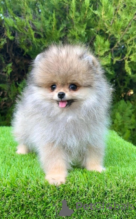 Additional photos: Pomeranian (BOO) male