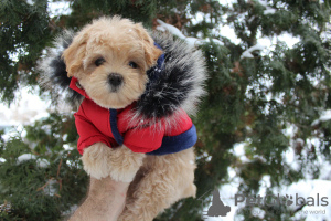 Photo №3. MaltiPoo mini puppies MaltiPoo. Ukraine