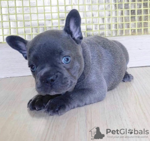 Photo №1. french bulldog - for sale in the city of Warsaw | negotiated | Announcement № 77768