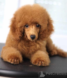 Additional photos: Miniature poodle puppies for sale