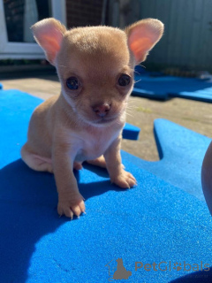 Photo №3. Heres a warm, eye-catching description for your Chihuahua puppies --- Tiny. Canada