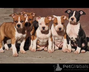 Photo №1. american staffordshire terrier - for sale in the city of Ruma | negotiated | Announcement № 90222