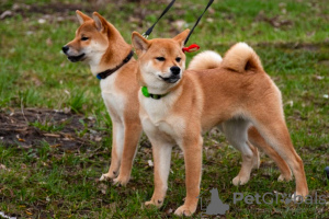 Additional photos: Shiba Inu puppies