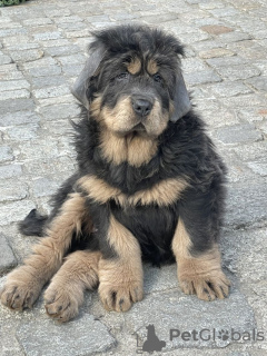 Photo №4. I will sell tibetan mastiff in the city of Wrocław. breeder - price - 1218$