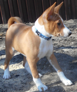 Photo №1. basenji - for sale in the city of Voronezh | 732$ | Announcement № 1803