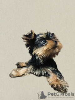 Additional photos: Yorkshire terrier puppies