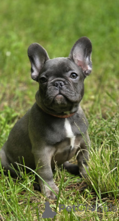Photo №1. french bulldog - for sale in the city of Moscow river | 1113$ | Announcement № 169202