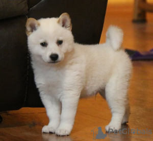 Photo №3. Beautiful shiba inu. Czech Republic